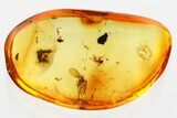 Detailed Fossil Moth Fly, Ant, and Thrip in Baltic Amber #372569-1